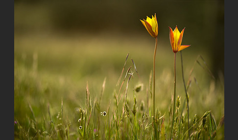 Wilde Tulpe (Tulipa sylvestris)