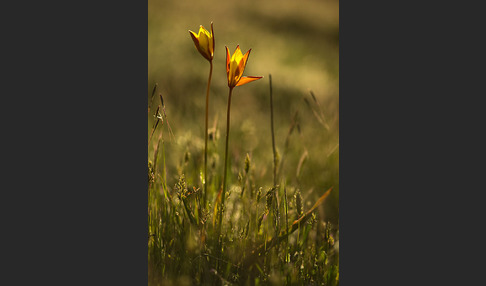 Wilde Tulpe (Tulipa sylvestris)