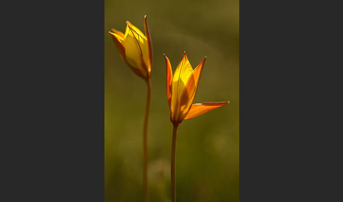 Wilde Tulpe (Tulipa sylvestris)