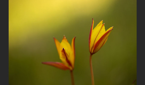 Wilde Tulpe (Tulipa sylvestris)