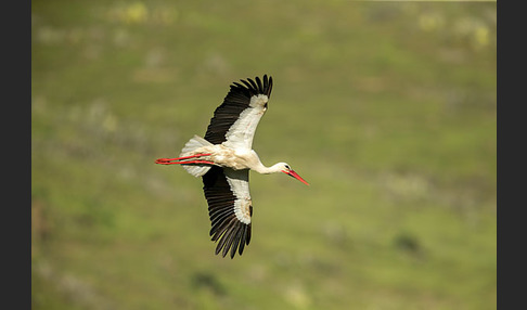 Weißstorch (Ciconia ciconia)