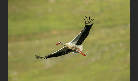 Weißstorch (Ciconia ciconia)