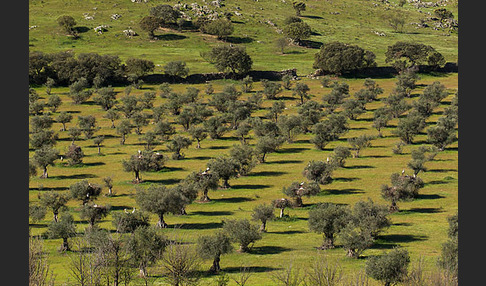 Spanien (Spain)