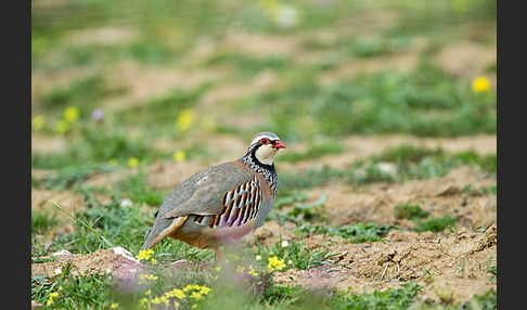 Rothuhn (Alectoris rufa)