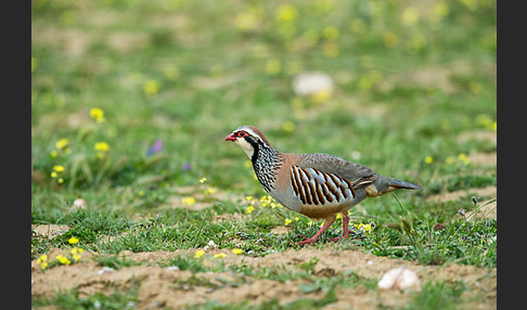 Rothuhn (Alectoris rufa)