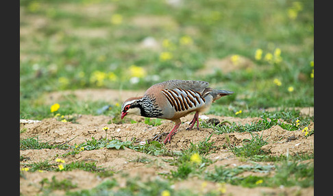 Rothuhn (Alectoris rufa)