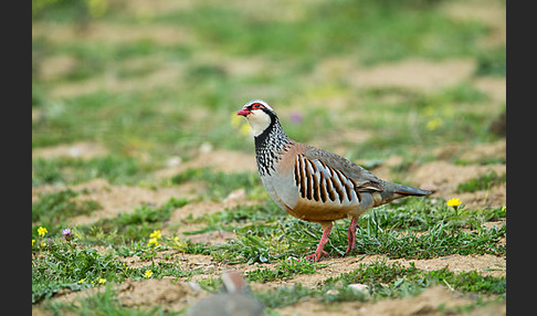 Rothuhn (Alectoris rufa)