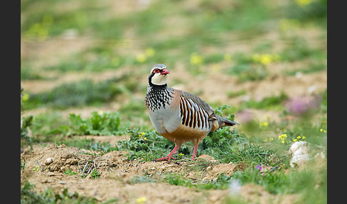 Rothuhn (Alectoris rufa)