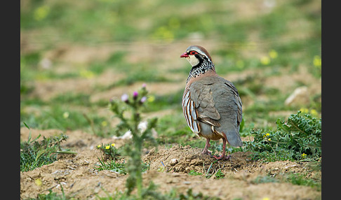 Rothuhn (Alectoris rufa)