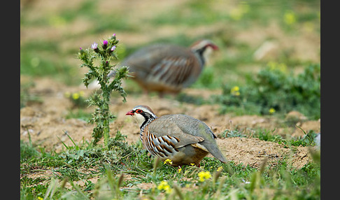 Rothuhn (Alectoris rufa)