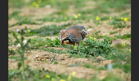 Rothuhn (Alectoris rufa)