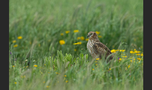 Wiesenweihe (Circus pygargus)