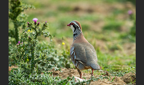 Rothuhn (Alectoris rufa)