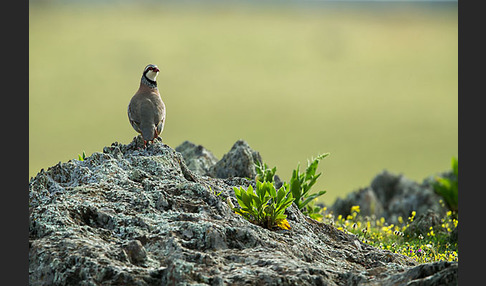 Rothuhn (Alectoris rufa)