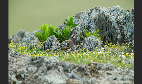 Rothuhn (Alectoris rufa)