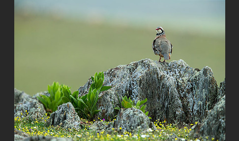 Rothuhn (Alectoris rufa)