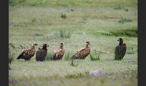 Mönchsgeier (Aegypius monachus)