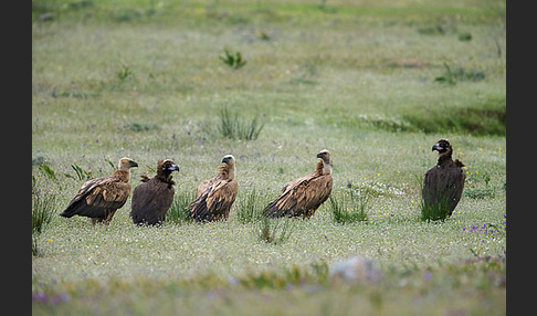 Mönchsgeier (Aegypius monachus)