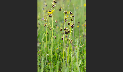 Westliche Schwarze Ragwurz (Ophrys incubacea ssp.castricaesaris)