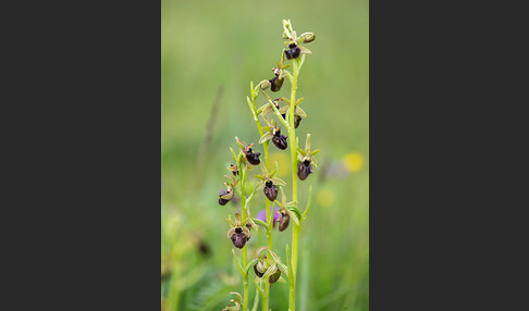 Westliche Schwarze Ragwurz (Ophrys incubacea ssp.castricaesaris)