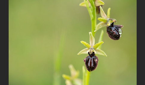 Westliche Schwarze Ragwurz (Ophrys incubacea ssp.castricaesaris)