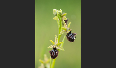 Westliche Schwarze Ragwurz (Ophrys incubacea ssp.castricaesaris)