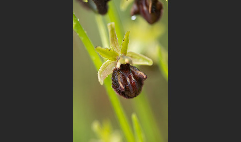 Westliche Schwarze Ragwurz (Ophrys incubacea ssp.castricaesaris)