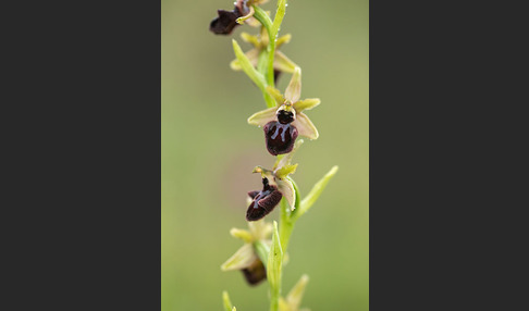 Westliche Schwarze Ragwurz (Ophrys incubacea ssp.castricaesaris)