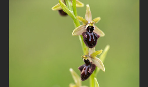 Westliche Schwarze Ragwurz (Ophrys incubacea ssp.castricaesaris)