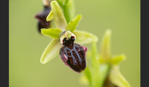 Westliche Schwarze Ragwurz (Ophrys incubacea ssp.castricaesaris)