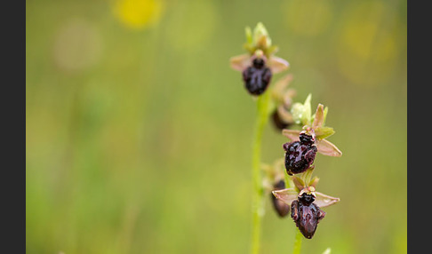 Westliche Schwarze Ragwurz (Ophrys incubacea ssp.castricaesaris)