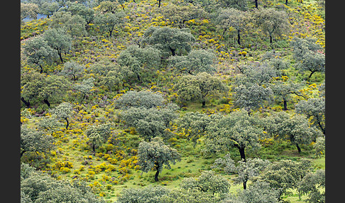 Steineiche (Quercus ilex)