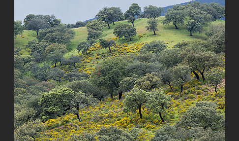 Steineiche (Quercus ilex)