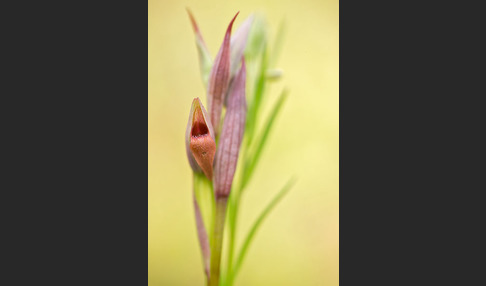 Kleinblütiger Zungenstendel (Serapias parviflora)