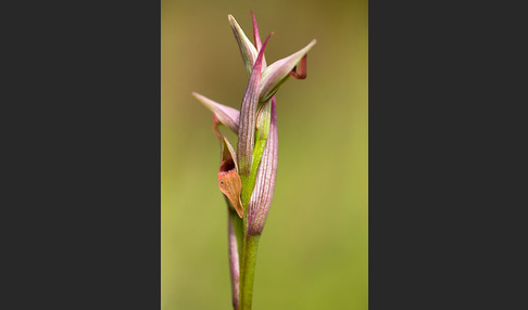 Kleinblütiger Zungenstendel (Serapias parviflora)