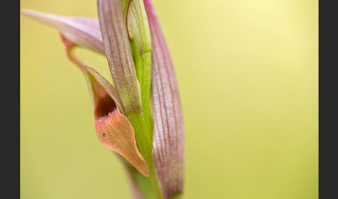 Kleinblütiger Zungenstendel (Serapias parviflora)