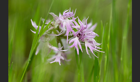 Italienisches Knabenkraut (Orchis italica)