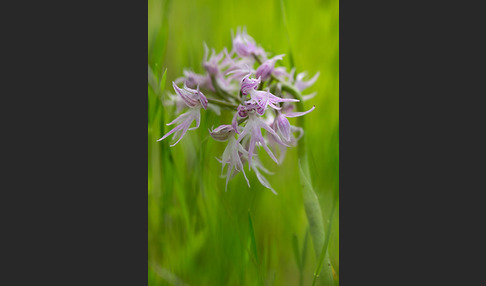 Italienisches Knabenkraut (Orchis italica)