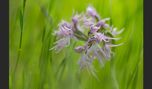 Italienisches Knabenkraut (Orchis italica)