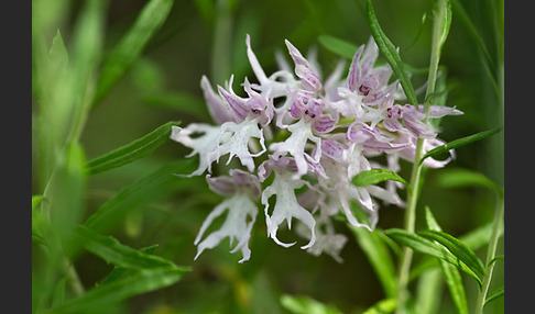 Italienisches Knabenkraut (Orchis italica)