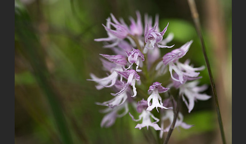 Italienisches Knabenkraut (Orchis italica)