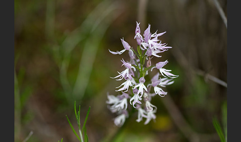 Italienisches Knabenkraut (Orchis italica)