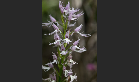 Italienisches Knabenkraut (Orchis italica)