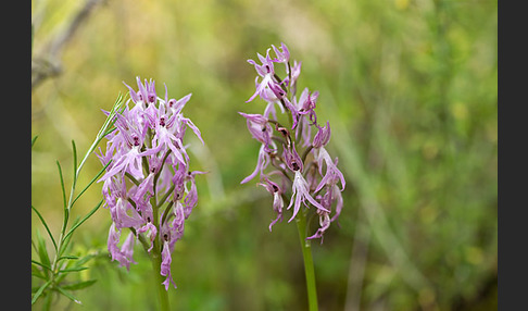 Italienisches Knabenkraut (Orchis italica)