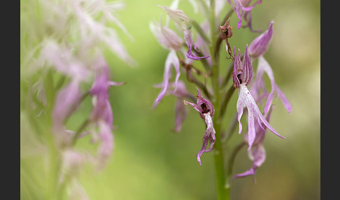 Italienisches Knabenkraut (Orchis italica)