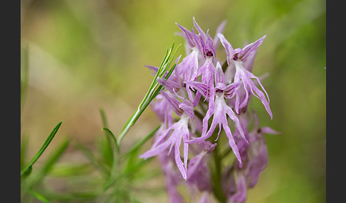 Italienisches Knabenkraut (Orchis italica)