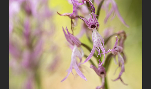 Italienisches Knabenkraut (Orchis italica)