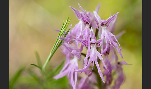 Italienisches Knabenkraut (Orchis italica)