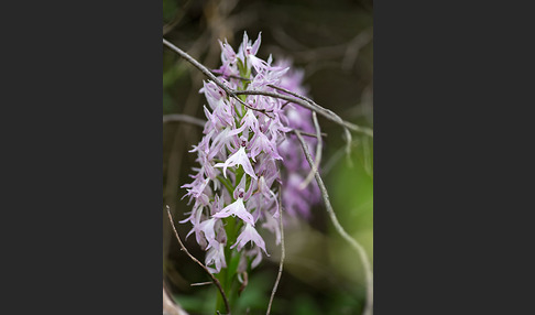 Italienisches Knabenkraut (Orchis italica)