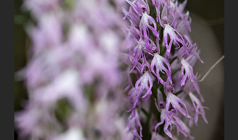 Italienisches Knabenkraut (Orchis italica)